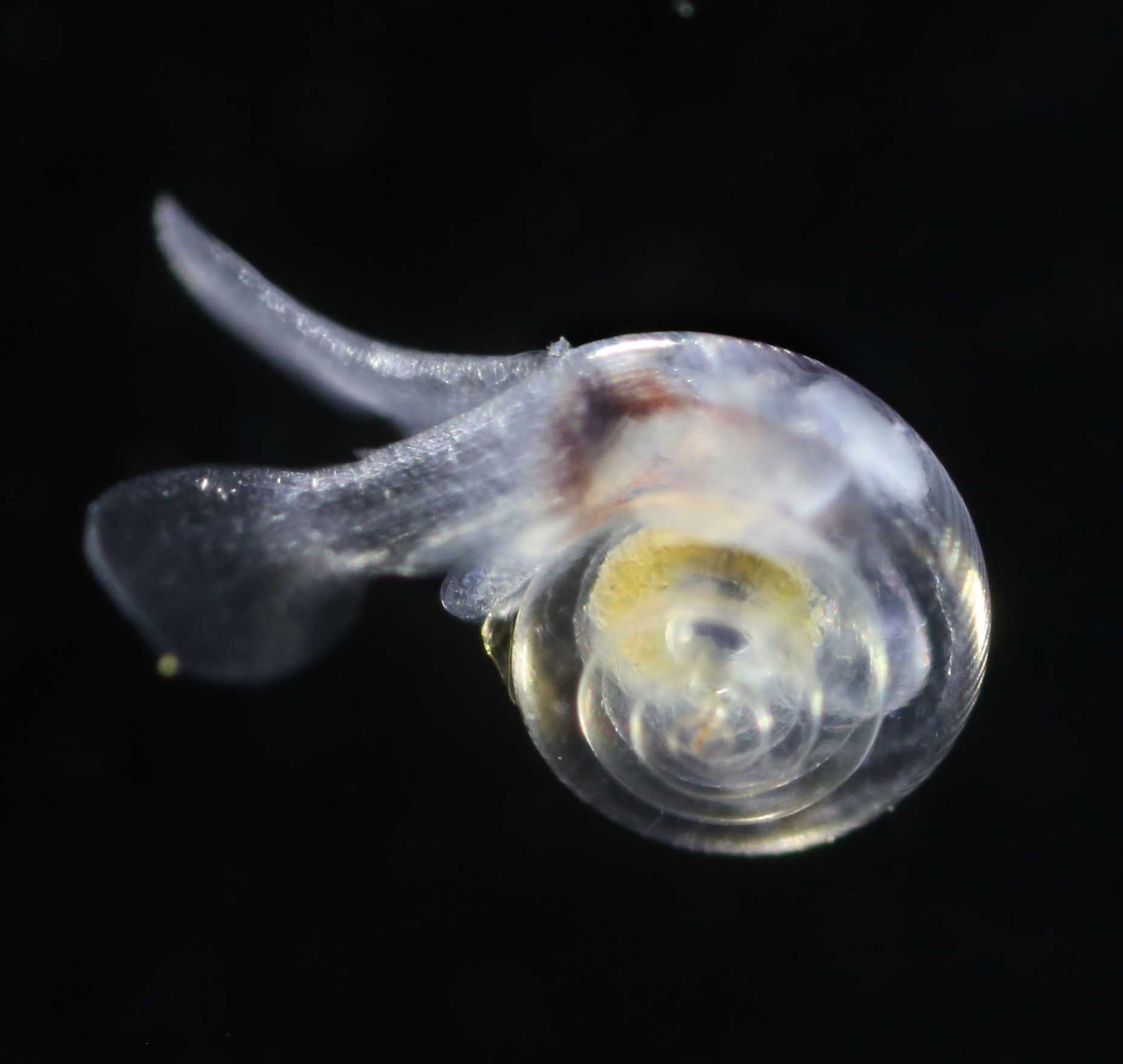 Enlarged view: Pteropod. Photo: NOAA