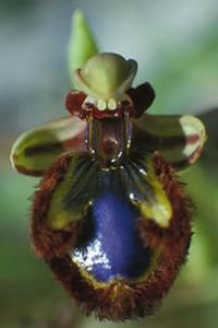 Botanical Plant Collection: The mirror bee orchid (Ophrys speculum) is an orchid from the Mediterranean region.