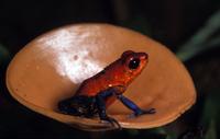 Mycological Plant Collection: Poison dart frog (Dendrobates sp.) on a cup fungus of the Cookeina genus