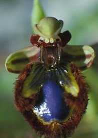Spiegelragwurz (Ophrys speculum) 