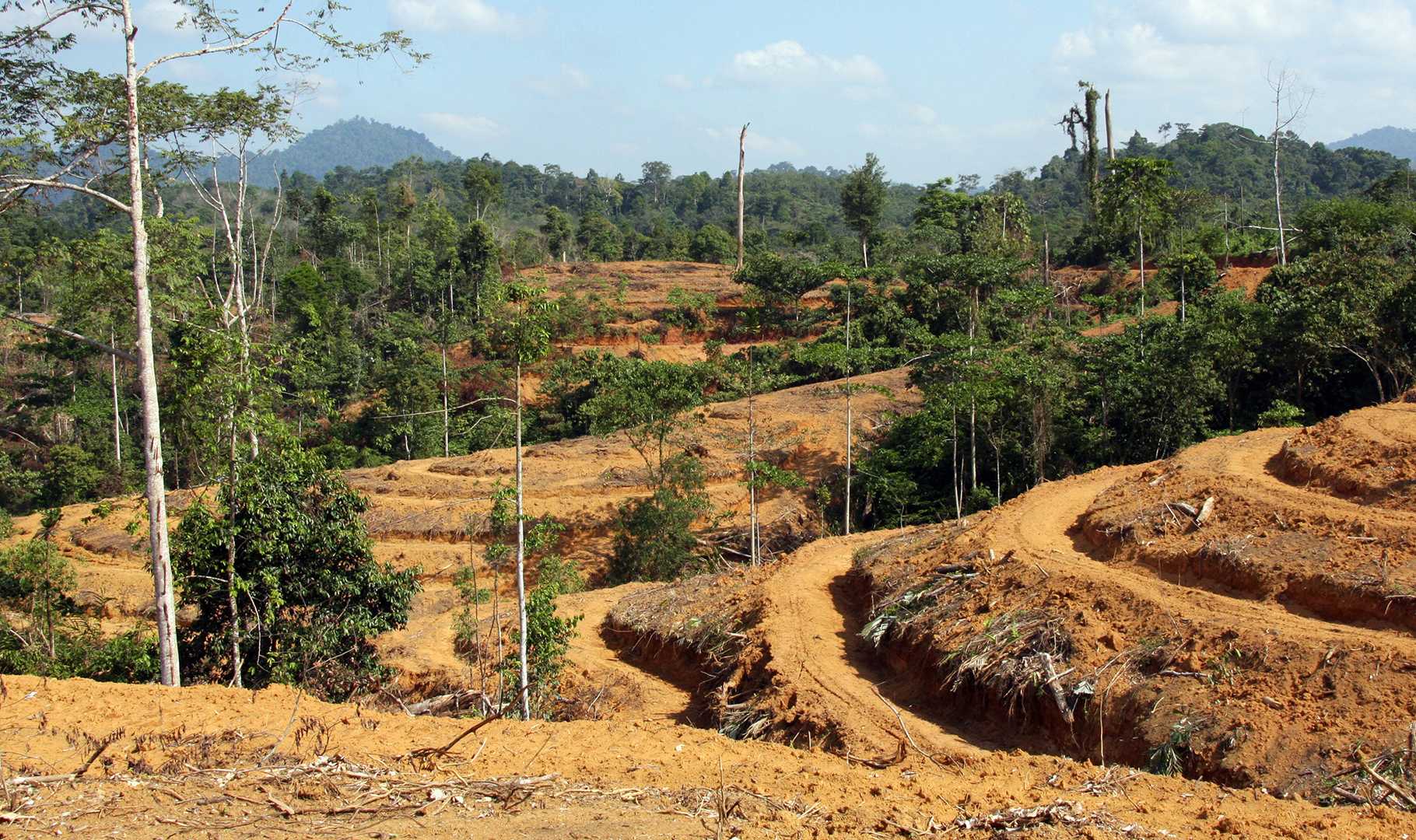Vergrösserte Ansicht: Abholzung des tropischen Regenwald in Sumatra (Foto: Patrice Levang)