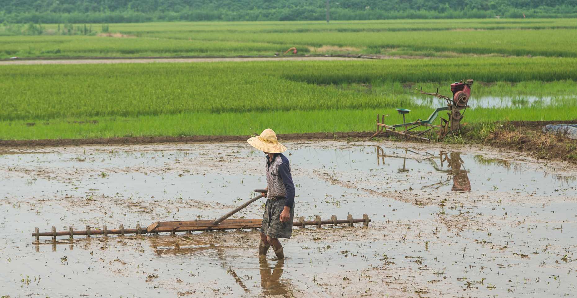 Reisfelder in China. Eisenminerale beeinflussen die Mobilität und Aufnahme von Phosphat, Cadmium und Arsen in Reis. Foto: Ruben Kretzschmar